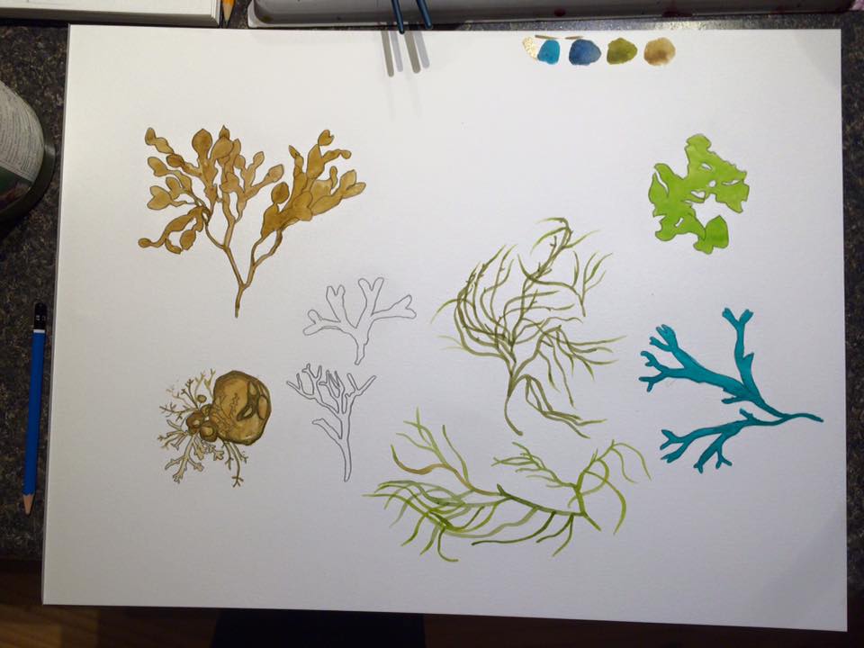 seaweed watercolor illustrations